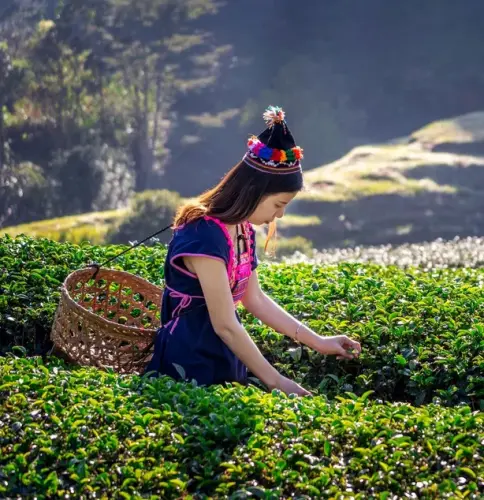 Sikkim Darjeeling Tour Packages